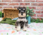 Small #2 Schnauzer (Miniature)