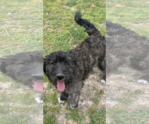 Labrador Retriever Dogs for adoption in Harrison, AR, USA