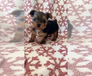 Yorkshire Terrier Puppy for sale in TURLOCK, CA, USA