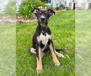 Mutt Dogs for adoption in Genesee, WI, USA