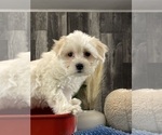 Small #4 Coton de Tulear
