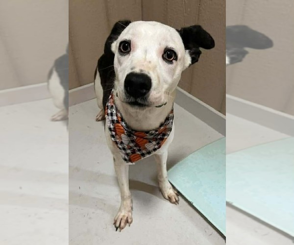 Medium Photo #1 German Shepherd Dog-Jack Russell Terrier Mix Puppy For Sale in Aurora, IN, USA