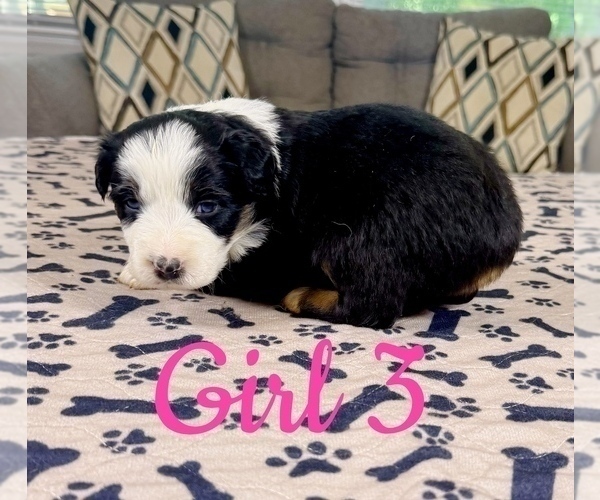 Medium Photo #80 Australian Shepherd Puppy For Sale in SALISBURY, NC, USA