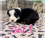 Small Photo #80 Australian Shepherd Puppy For Sale in SALISBURY, NC, USA