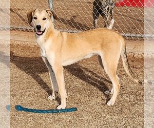 Mountain Cur-Unknown Mix Dogs for adoption in Clinton, OK, USA