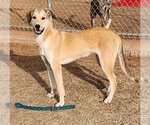 Small Catahoula Leopard Dog-Great Pyrenees Mix