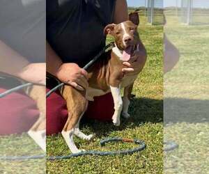 Mutt Dogs for adoption in Abbeville, LA, USA