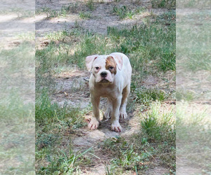 American Bulldog Puppy for Sale in SPRING, Texas USA
