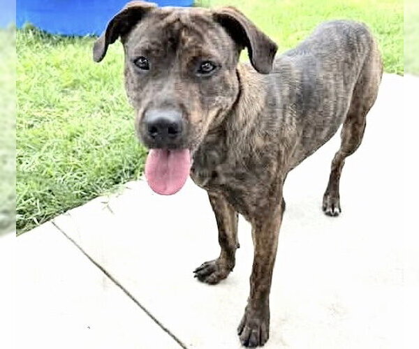 Medium Photo #3 Mutt Puppy For Sale in Houston, TX, USA