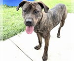 Small #2 Mutt