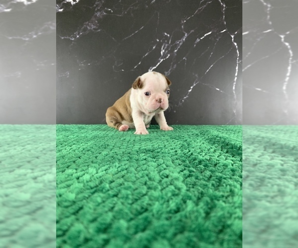 Medium Photo #10 Boston Terrier Puppy For Sale in TULARE, CA, USA