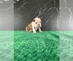 Small Photo #90 Boston Terrier Puppy For Sale in TULARE, CA, USA