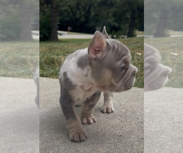 Medium Photo #4 French Bulldog Puppy For Sale in SUSSEX, WI, USA