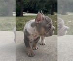Small #3 French Bulldog
