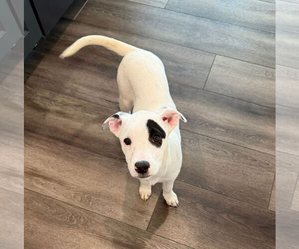 Medium Photo #3 Mutt Puppy For Sale in Germantown, OH, USA