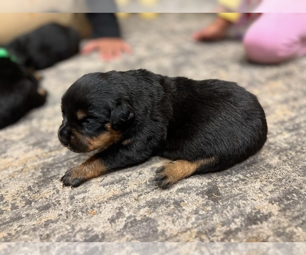 Medium Photo #7 Rottweiler Puppy For Sale in RACINE, WI, USA