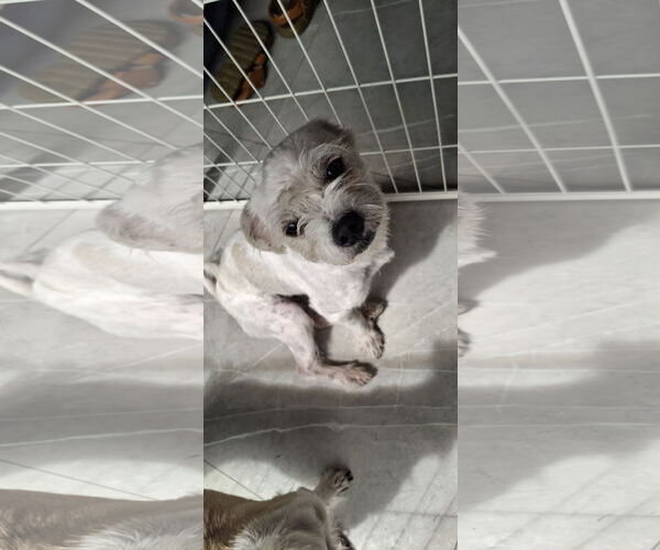 Medium Photo #3 Maltese-Unknown Mix Puppy For Sale in Miami, FL, USA