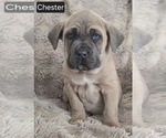Image preview for Ad Listing. Nickname: Chester