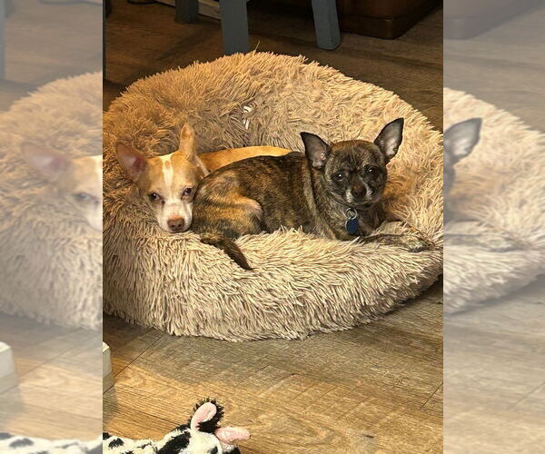 Medium Photo #9 Chihuahua-Unknown Mix Puppy For Sale in Springdale, PA, USA