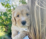 Small Photo #7 Australian Labradoodle Puppy For Sale in SEATTLE, WA, USA
