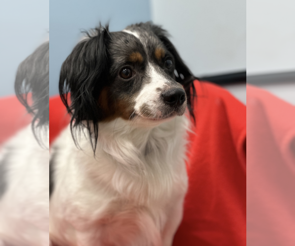 Medium Photo #7 Dachshund-Unknown Mix Puppy For Sale in Weston, FL, USA