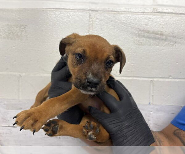 Medium Photo #1 Mutt Puppy For Sale in San Bernardino, CA, USA