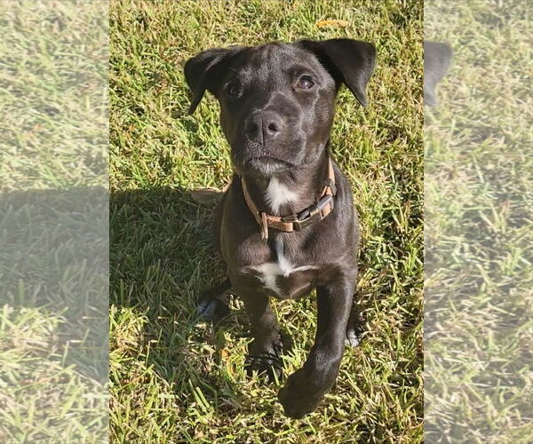 Medium Photo #4 Mutt Puppy For Sale in Rosenberg, TX, USA