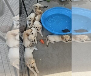 English Cream Golden Retriever Puppy for sale in BROWNSTOWN, MI, USA
