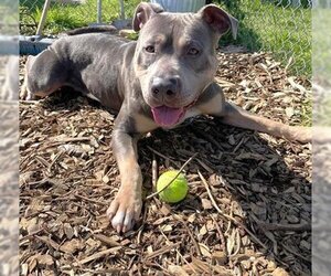 American Pit Bull Terrier Dogs for adoption in McKinleyville, CA, USA