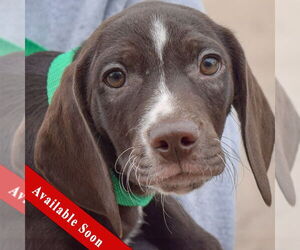 Bagle Hound Dogs for adoption in Huntley, IL, USA