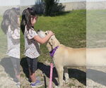 Small #3 Labrador Retriever Mix