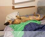 Small #11 Doberman Pinscher Mix