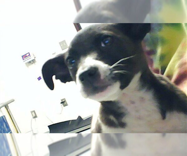 Medium Photo #1 Labrador Retriever-Unknown Mix Puppy For Sale in Fayetteville, NC, USA