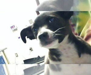 Labrador Retriever-Unknown Mix Dogs for adoption in Fayetteville, NC, USA