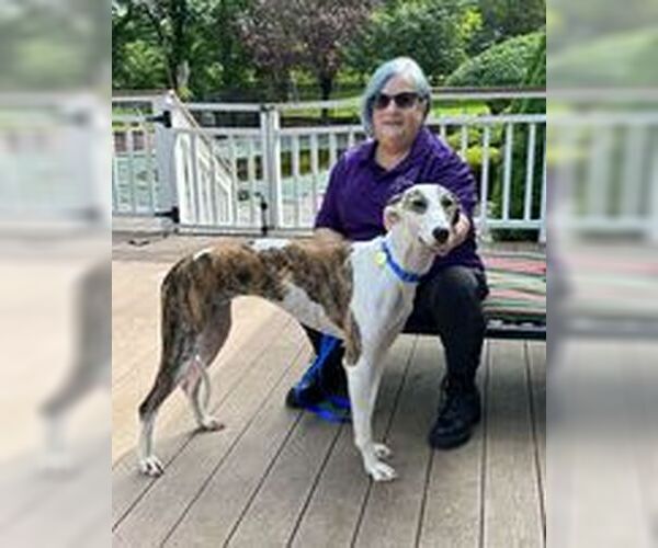 Medium Photo #2 Greyhound Puppy For Sale in Cherry Hill, NJ, USA