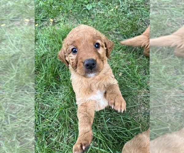 Medium Photo #5 Golden Irish Puppy For Sale in MOUNT PROSPECT, IL, USA