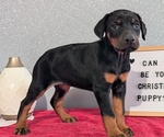 Small #1 Doberman Pinscher