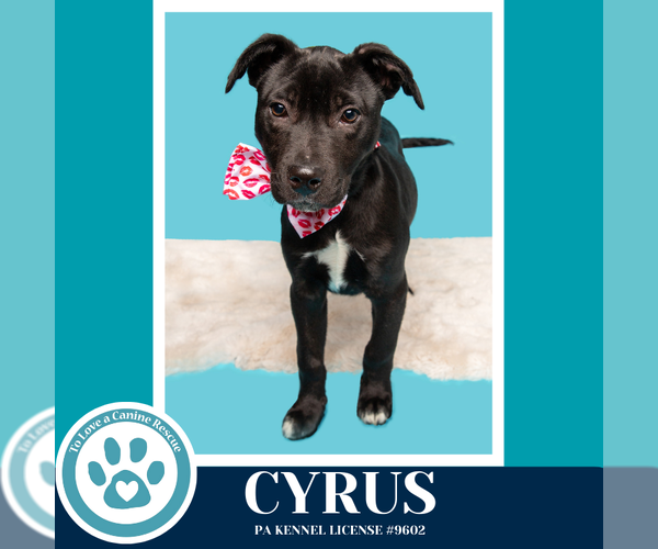 Medium Photo #6 Labrador Retriever-Unknown Mix Puppy For Sale in Kimberton, PA, USA