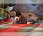 Small #2 Miniature Australian Shepherd