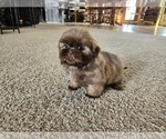Small #10 Shih Tzu
