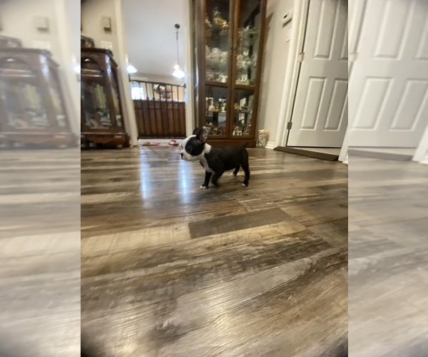 Medium Photo #9 Boston Terrier Puppy For Sale in FREDONIA, KS, USA