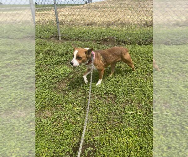 Medium Photo #4 Mutt Puppy For Sale in Abbeville, LA, USA