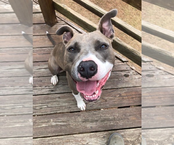 Medium Photo #2 American Pit Bull Terrier-Unknown Mix Puppy For Sale in Derwood, MD, USA