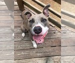 Small #1 American Pit Bull Terrier Mix