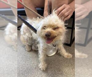 Maltese-Unknown Mix Dogs for adoption in Louisville, KY, USA