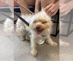 Small Maltese Mix