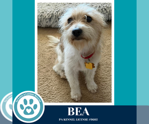 Mutt Dogs for adoption in Kimberton, PA, USA