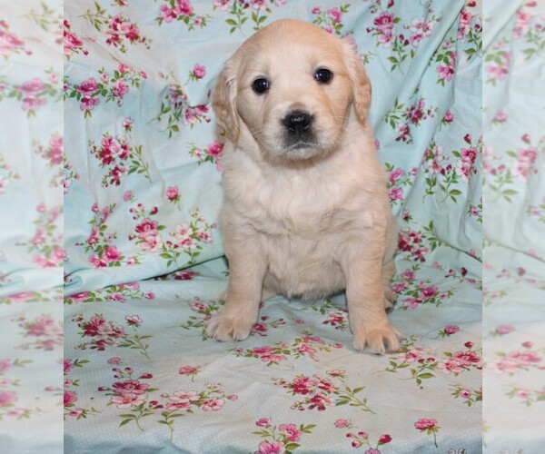 Medium Photo #9 English Cream Golden Retriever Puppy For Sale in BLOOMINGTON, IN, USA