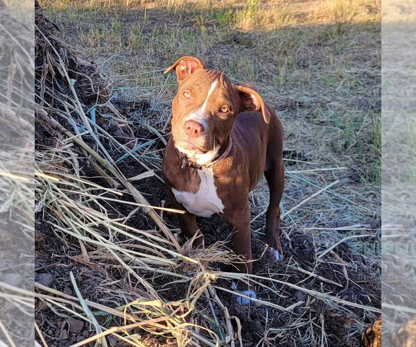 Medium Photo #2 Mutt Puppy For Sale in Claremore, OK, USA