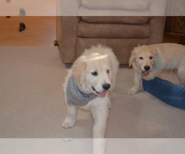 Medium Photo #42 Golden Retriever Puppy For Sale in WEBSTER CITY, IA, USA